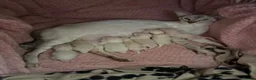 Siamese cats for sale: Healthy beautiful GCCF registered siamese - Advert 12