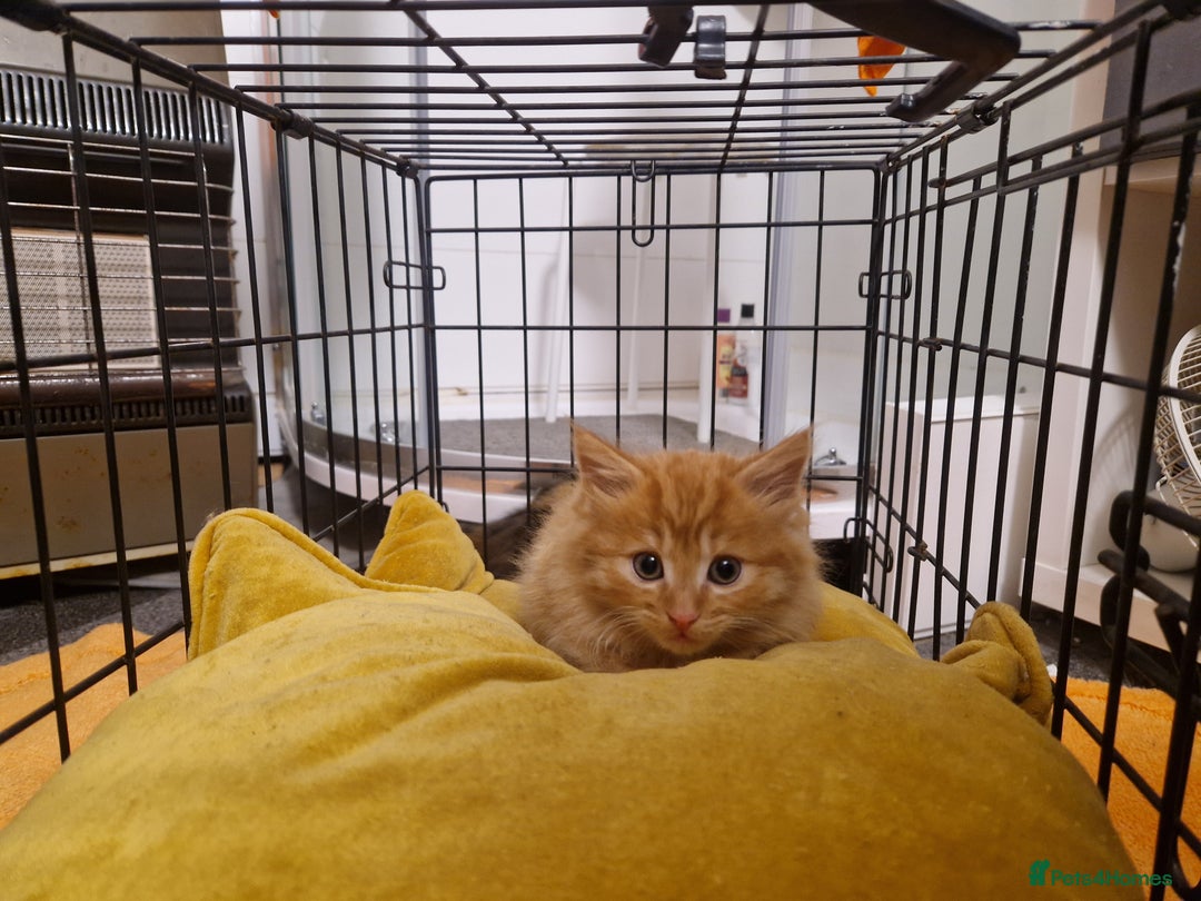 Mixed Breed cats for sale: Beautiful kittens - Image 11