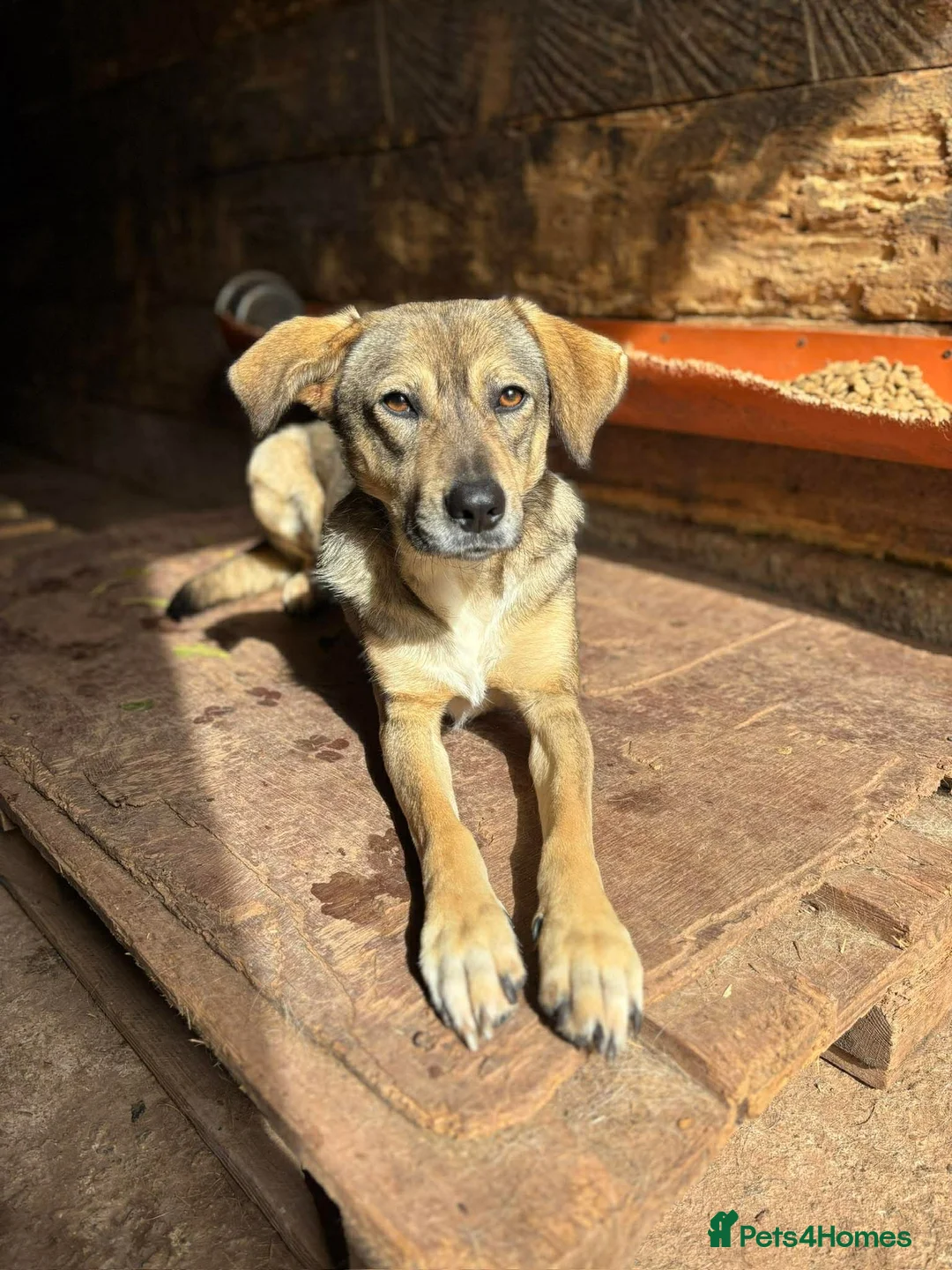 Mixed Breed dogs for adoption: Cher 💕 - Advert 3