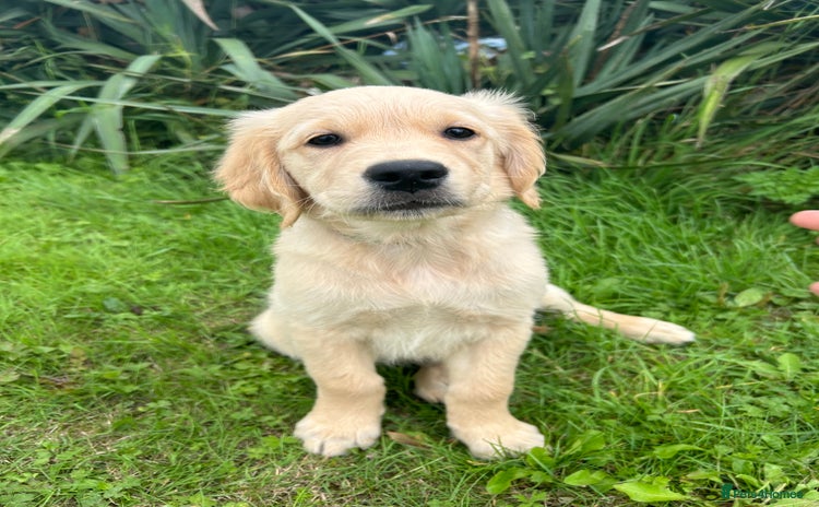 Golden Retriever dogs - Advert 7