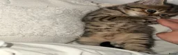 Mixed Breed cats for sale: British short hair/ tabby mixed kittens  in Glossop - Advert 4