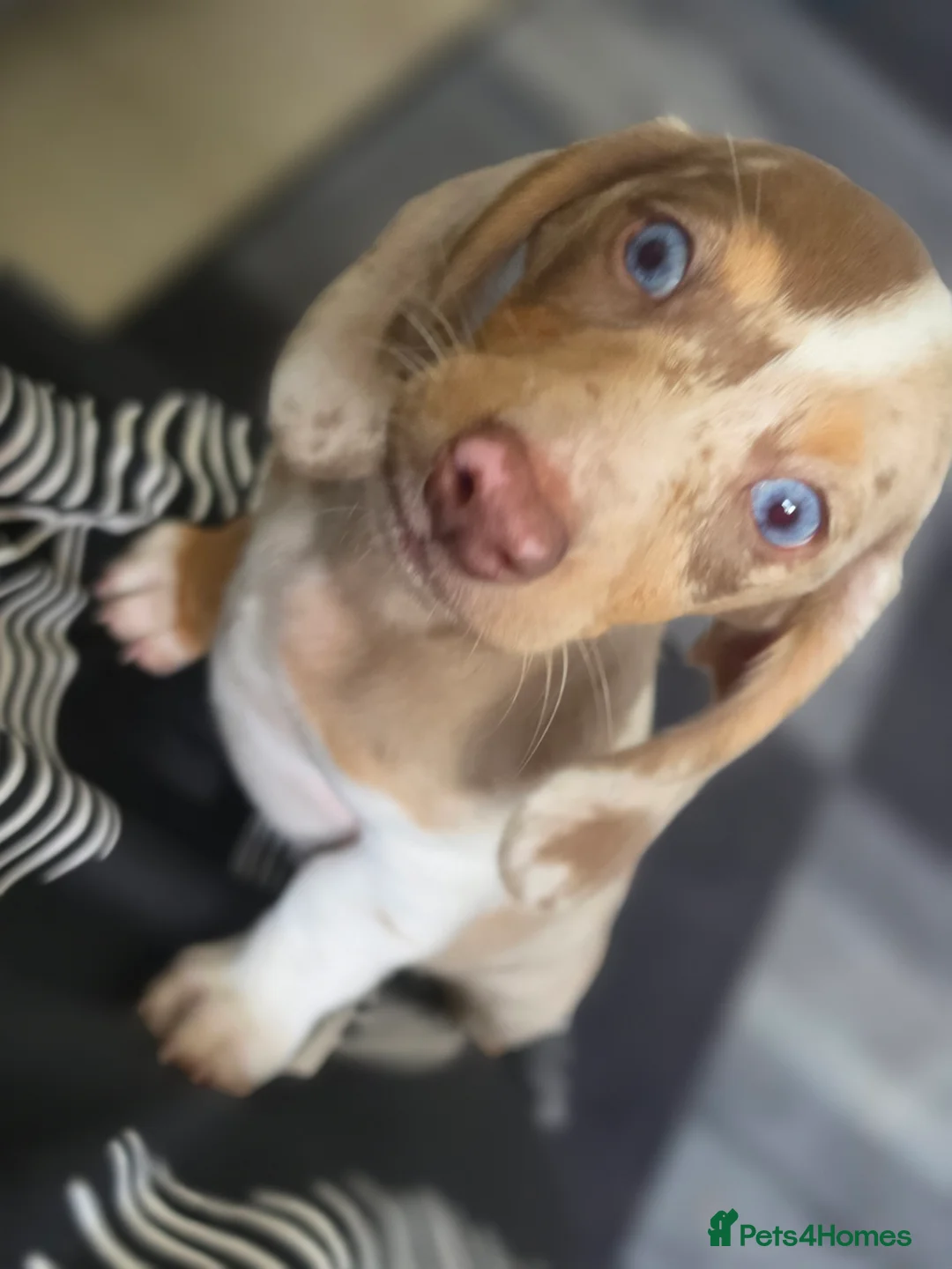 Miniature Dachshund dogs for sale: Female dapple dachshund  - Advert 2
