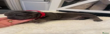 Red Collar