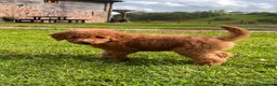 Labradoodle dogs for sale: Mini Irishdoodle Ready now! health tested parents  - Advert 24