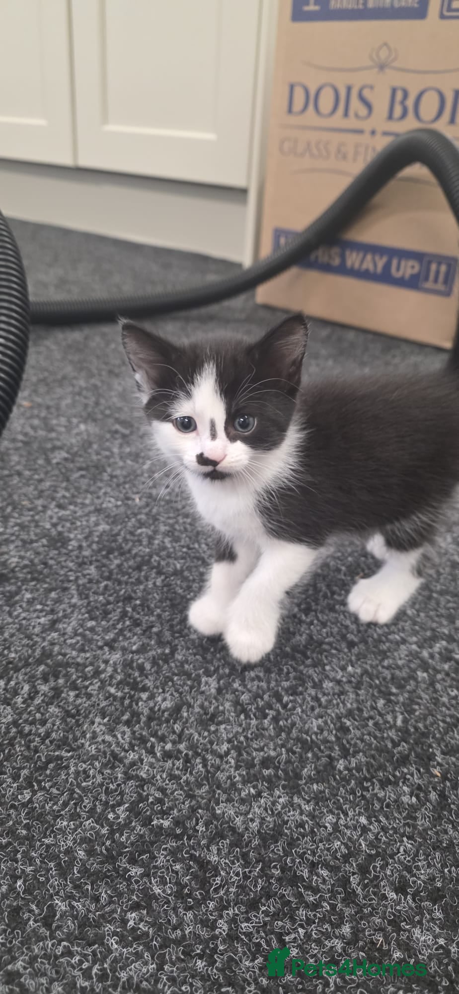 Domestic Shorthair cats for sale: 5 stunning black, ginger and white kittens - Advert 21