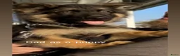 German Shepherd dogs for sale: Beautiful German Shepherd puppies for sale in Stanford-le-Hope - Advert 4