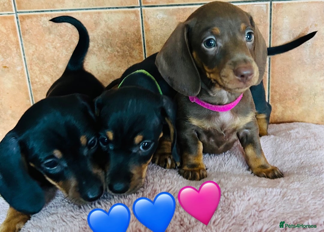 Miniature Dachshund dogs for sale: READY TO LEAVE BLACK/TAN MINIATURE DACHSHUND KC  - Image 23