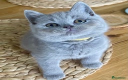 British Shorthair cats for sale: Gorgeous Blue and Lilac British shorthairs - Advert 15