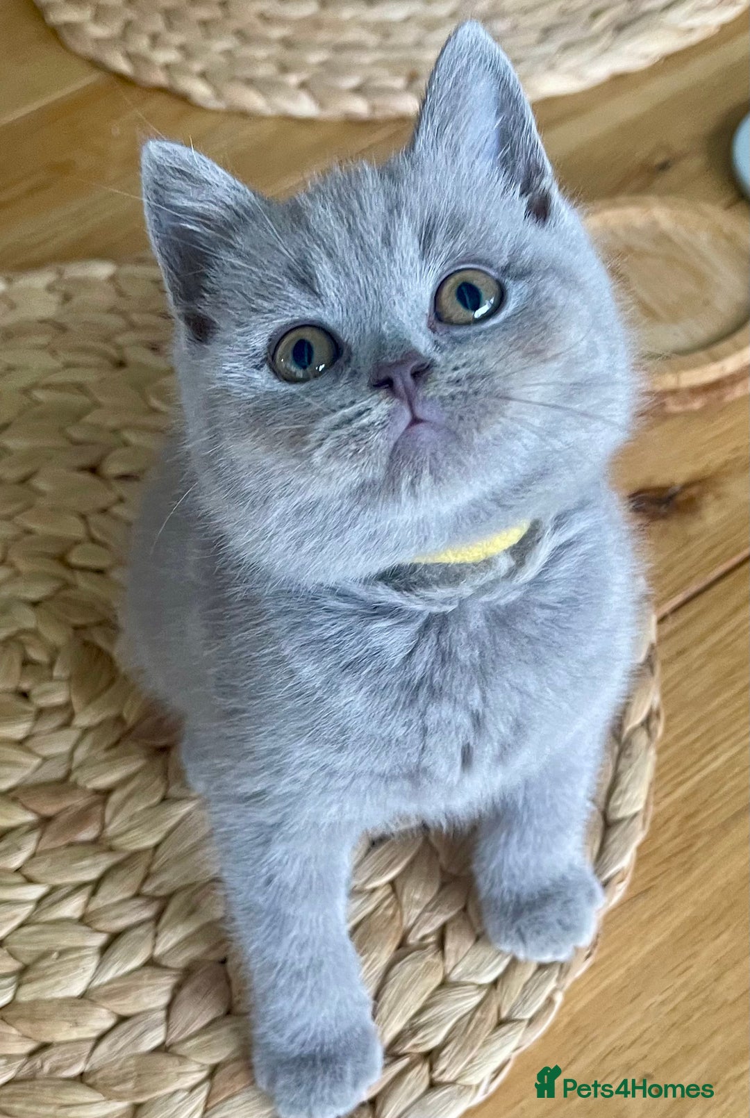 British Shorthair cats for sale: Gorgeous Blue and Lilac British shorthairs - Advert 15
