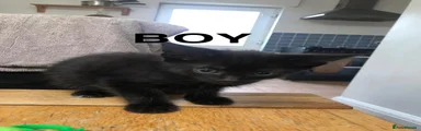 Domestic Shorthair 1