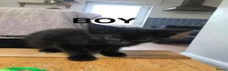 Domestic Shorthair cats for sale: Kittens  - Advert 2