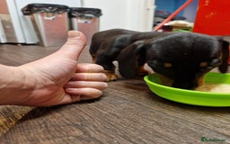 Miniature Dachshund dogs for stud: STUD - KC REG Mini Dachshund -PROVEN - Image 24
