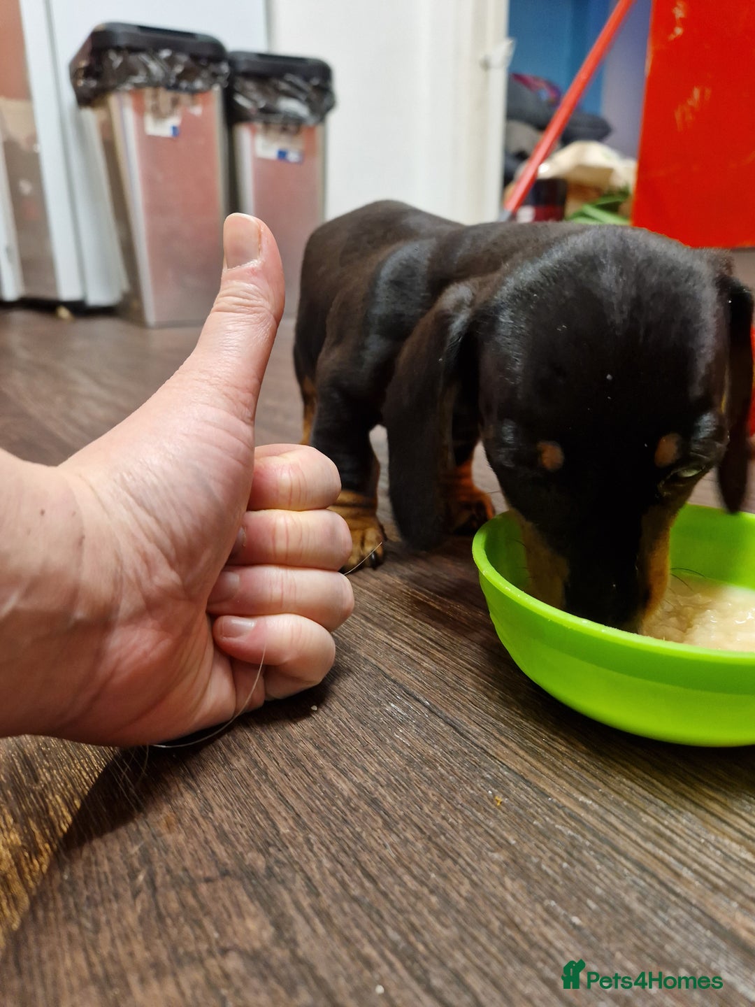 Miniature Dachshund dogs for stud: STUD - KC REG Mini Dachshund -PROVEN - Image 24