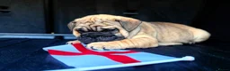 English Bulldog dogs for sale: Quality English bulldogs - Advert 9