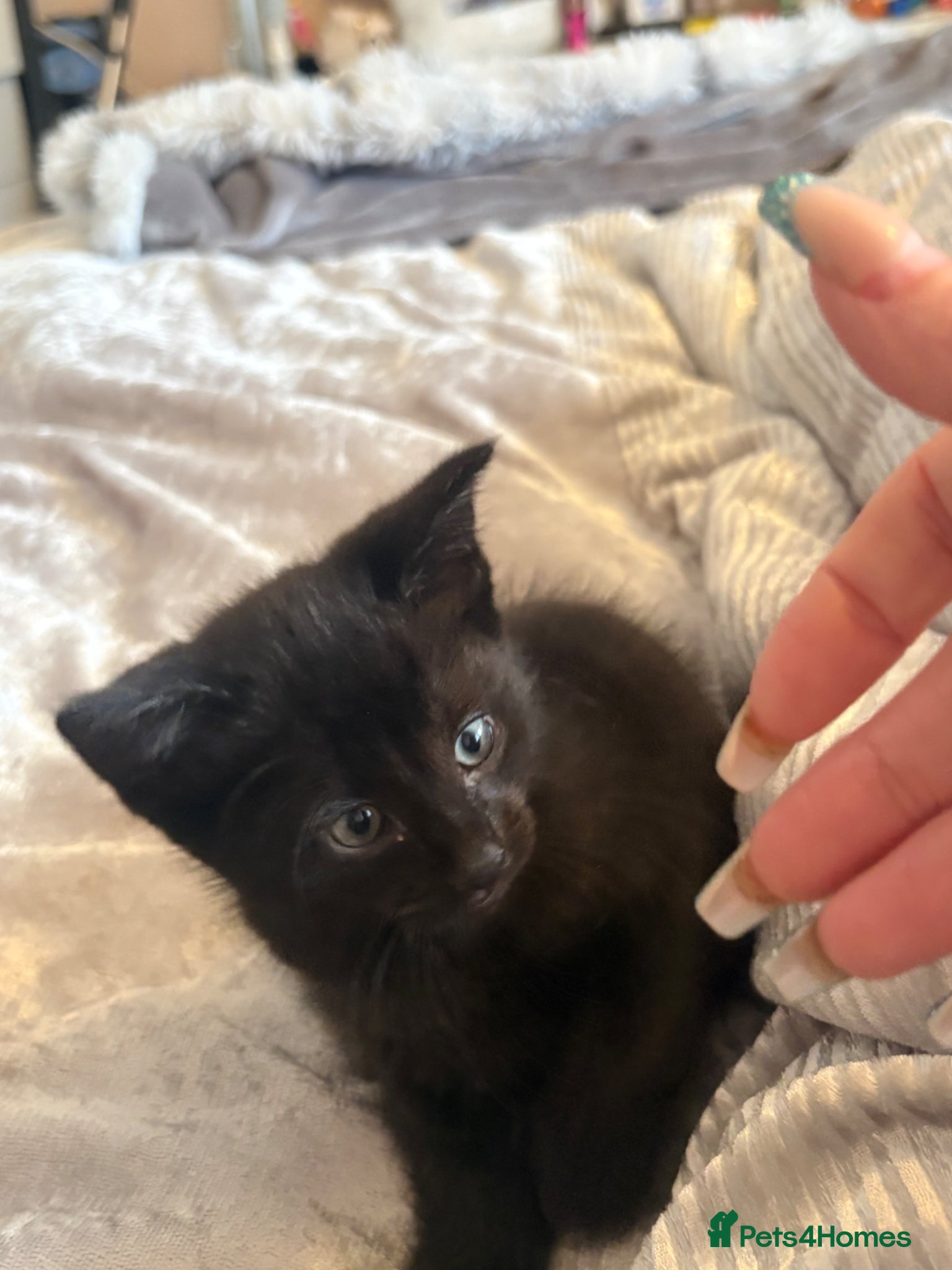 Mixed Breed cats for sale: Half maincoon - Advert 5