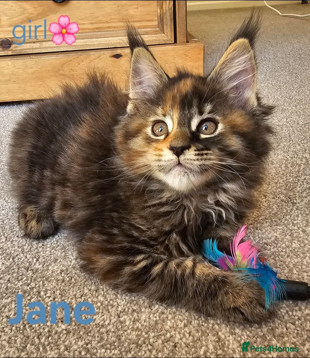 Maine Coon cats ✨ Meet Our Magnificent Maine Coon Kittens ✨ - Advert 14
