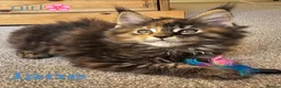 Maine Coon cats for sale: ✨ Meet Our Magnificent Maine Coon Kittens ✨ - Advert 15