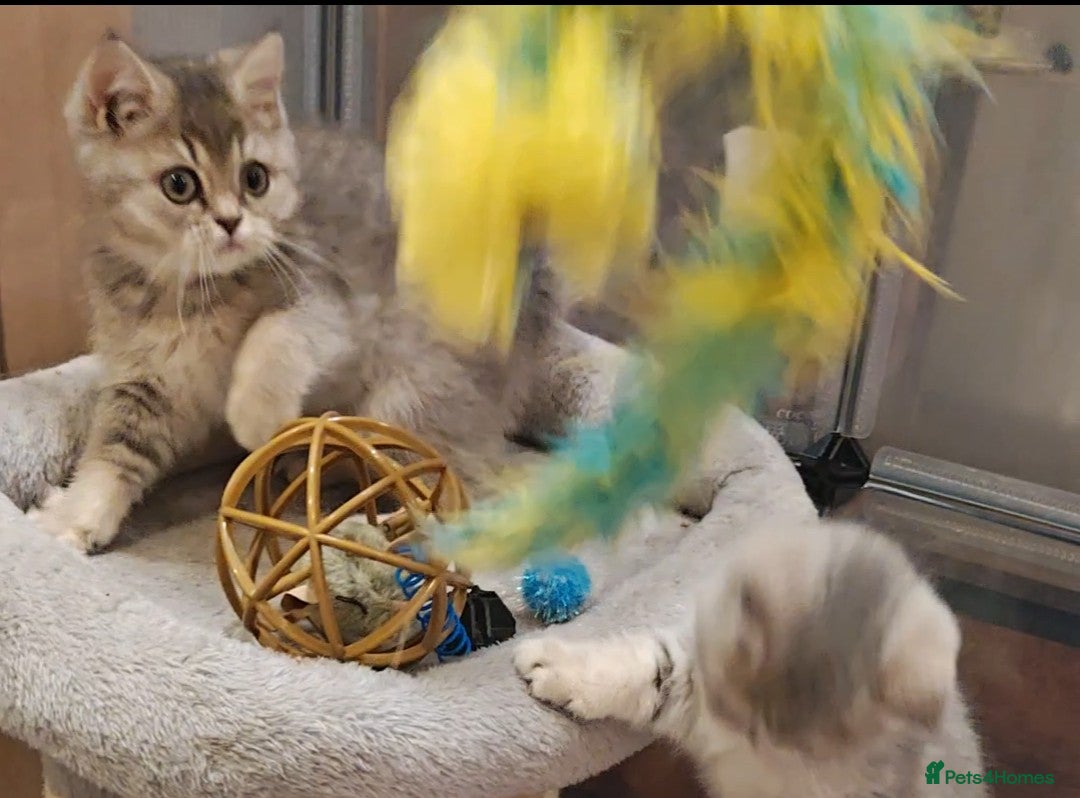 British Shorthair cats Blue golden  girl Tica registered  - Advert 6