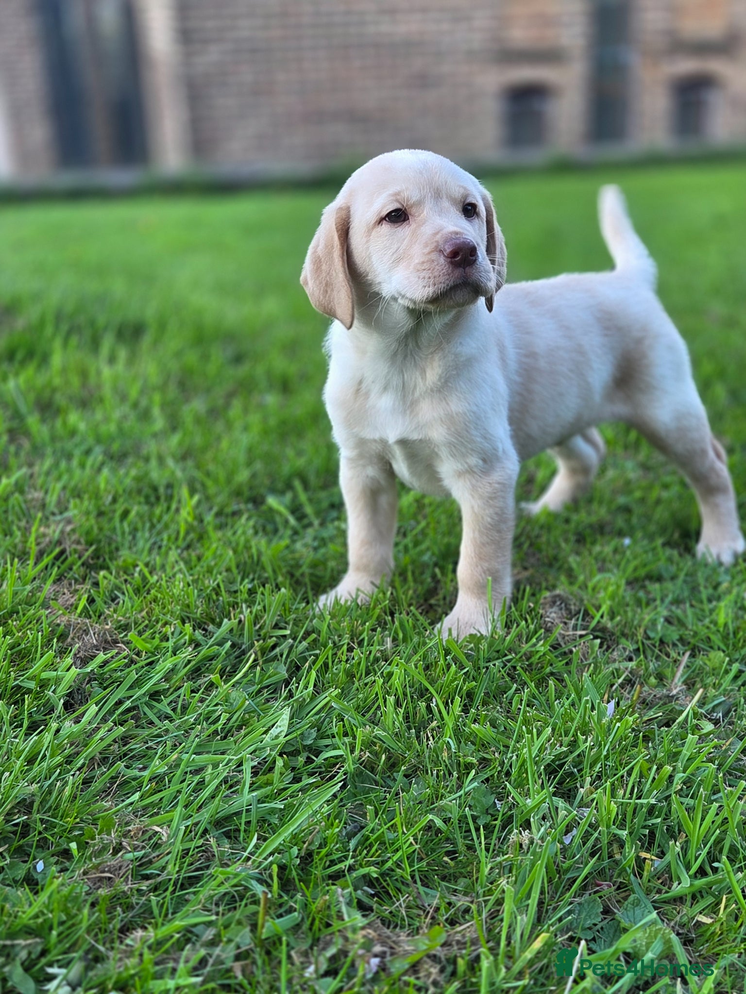 Labrador Retriever dogs Kc Registered quality labrador BOYS AVAILABLE  - Advert 6