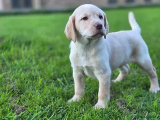 Labrador Retriever dogs Kc Registered quality labrador BOYS AVAILABLE - Advert 6