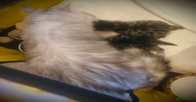 Persian cats - Advert 5