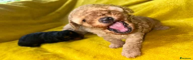 Toy Poodle 2