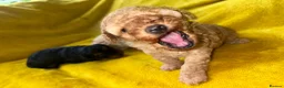 Toy Poodle dogs for sale: Kc toy poodle puppies - Advert 14