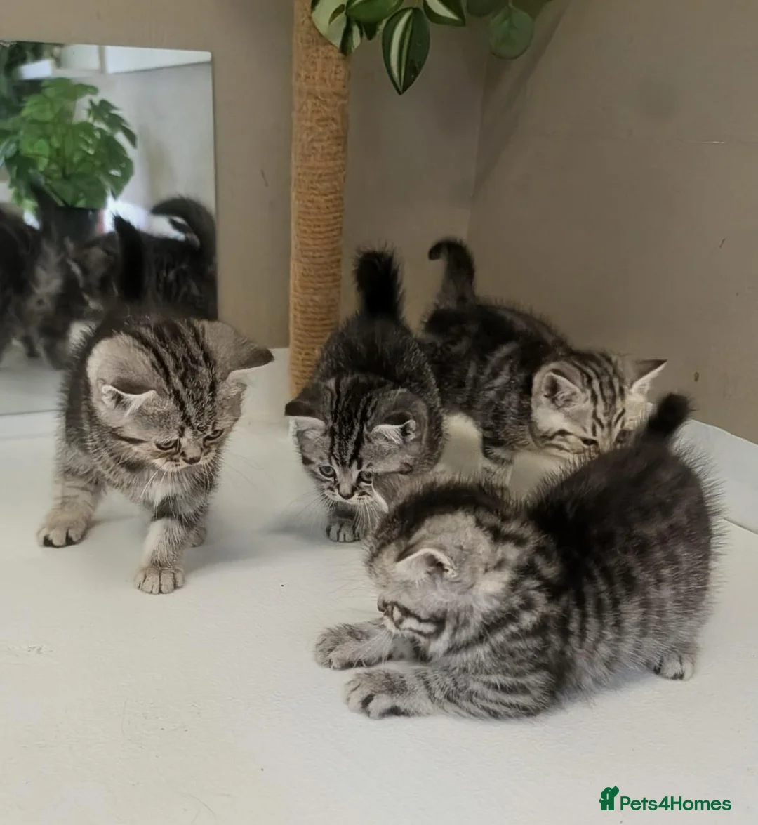 British Shorthair cats for sale: Show-Worthy Classic Silver Tabbies😻Pedigree BSH🤍 - Advert 1