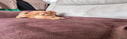 Toy Poodle dogs for sale: 5 Adorable Toy Poodle Puppies - Advert 12