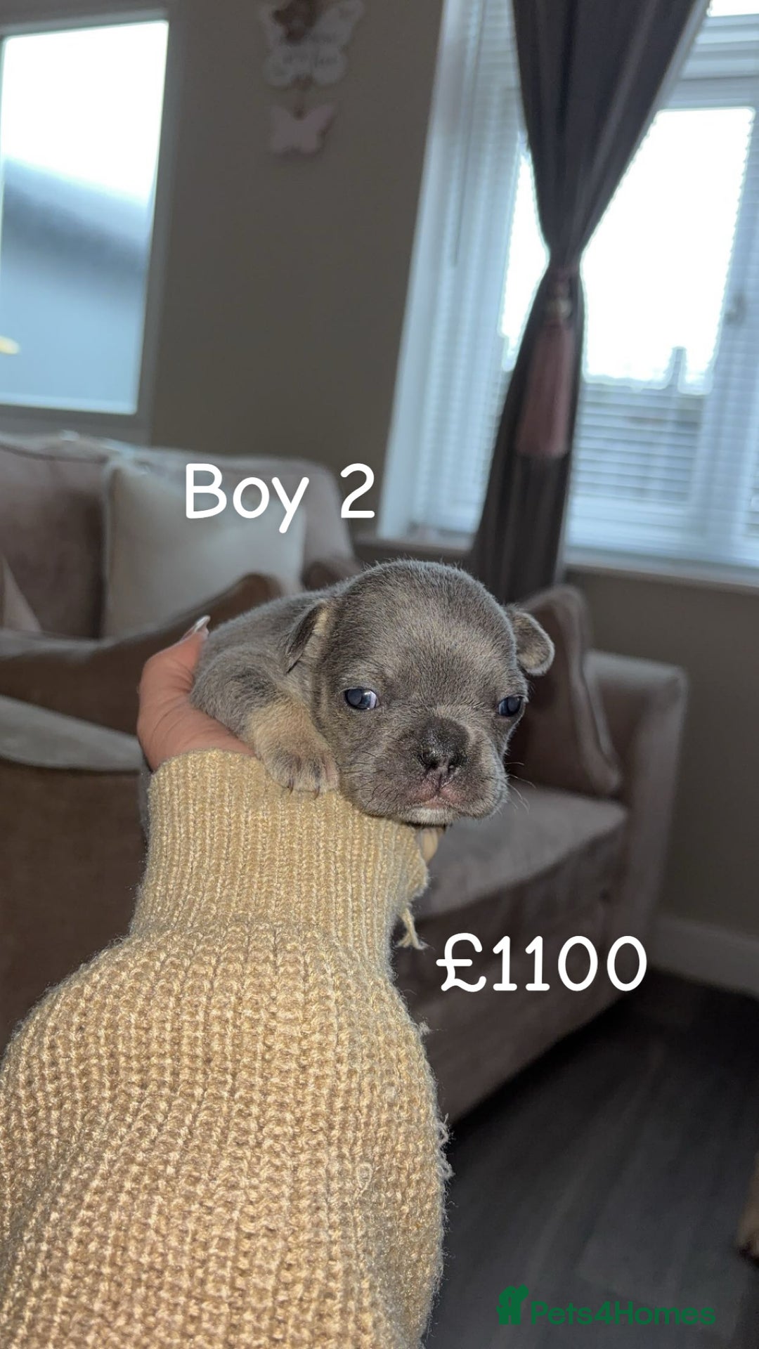 French Bulldog dogs for sale: French bulldog puppy  - Advert 2