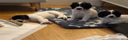 Cocker Spaniel dogs for sale: Working cocker spaniel puppies, Penylan, Cardiff  - Advert 24