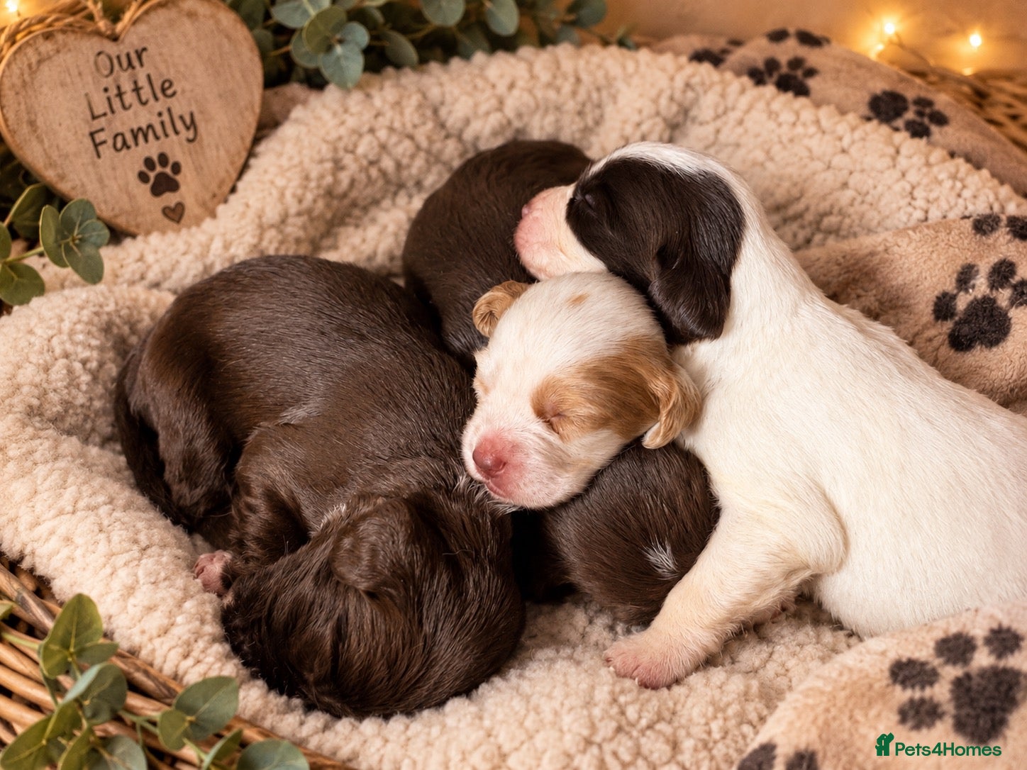 Sprocker dogs Beautiful Sprocker spaniel pups  - Advert 9