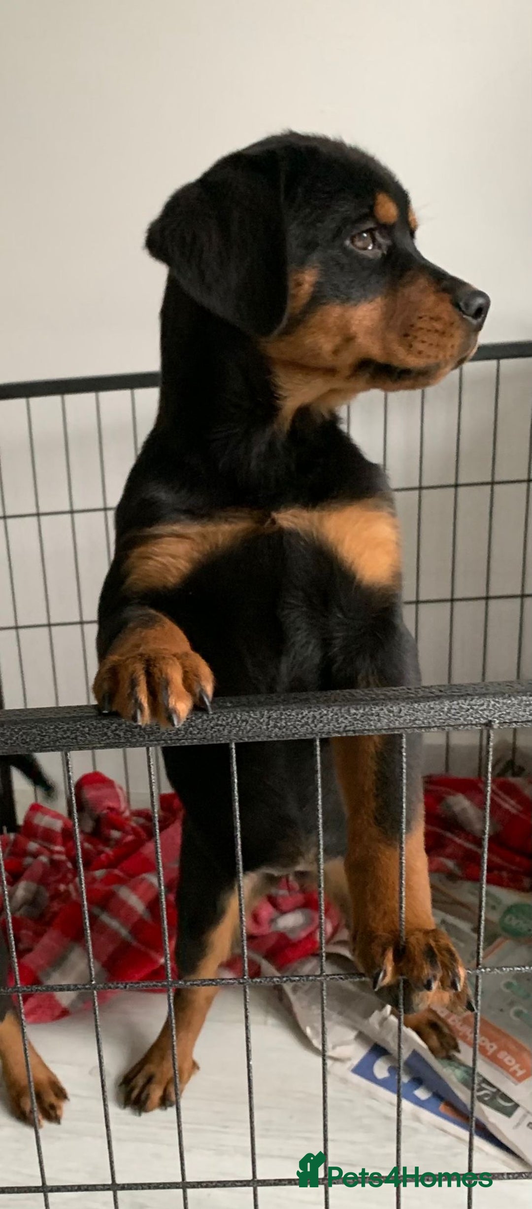 Rottweiler dogs for sale: Rottweiler Puppies - Advert 5