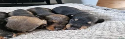 Dachshund dogs for sale: Wirehaired daschunds pups (teckle) - Advert 19