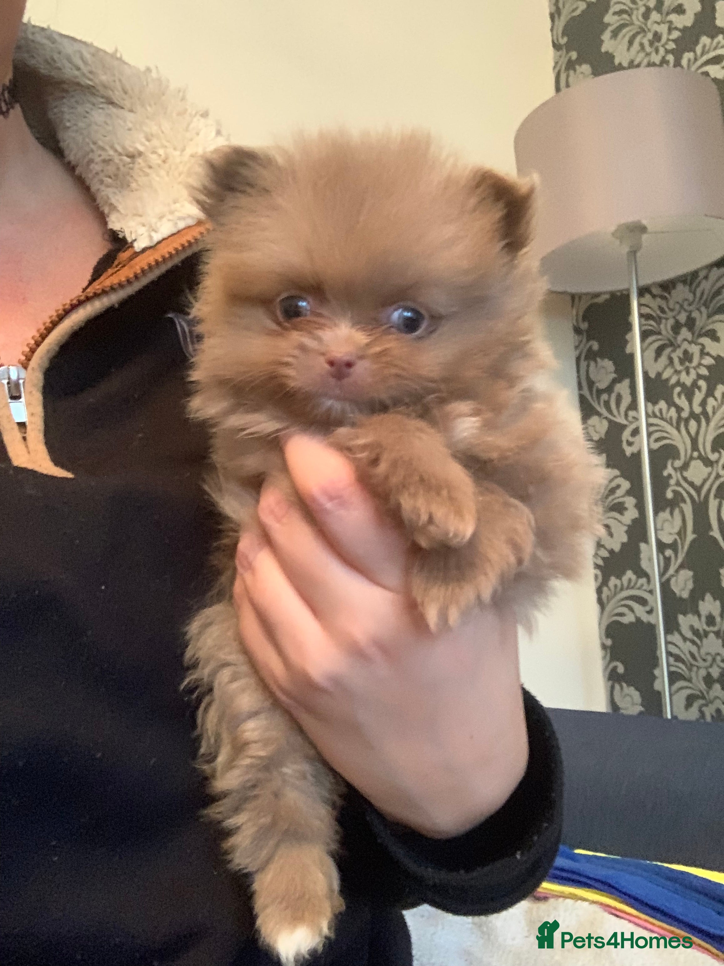 Pomeranian dogs UNIQUE POMERANIAN-LITTER READY ON 6TH OF FEBRUARY  - Advert 3