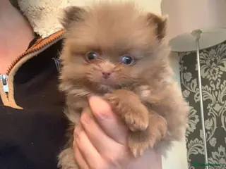 Pomeranian dogs UNIQUE POMERANIAN-LITTER READY ON 6TH OF FEBRUARY - Advert 3