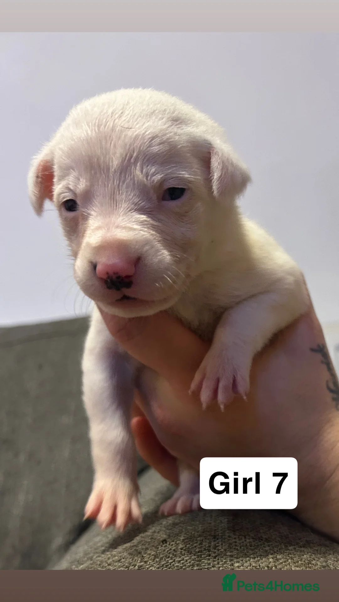 Mixed Breed dogs for sale: Beautiful German Shepherd x Dalmatian babies in Scunthorpe - Advert 10