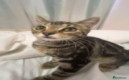 Mixed Breed cats for sale: Gorgeous kittens for sale - Image 5
