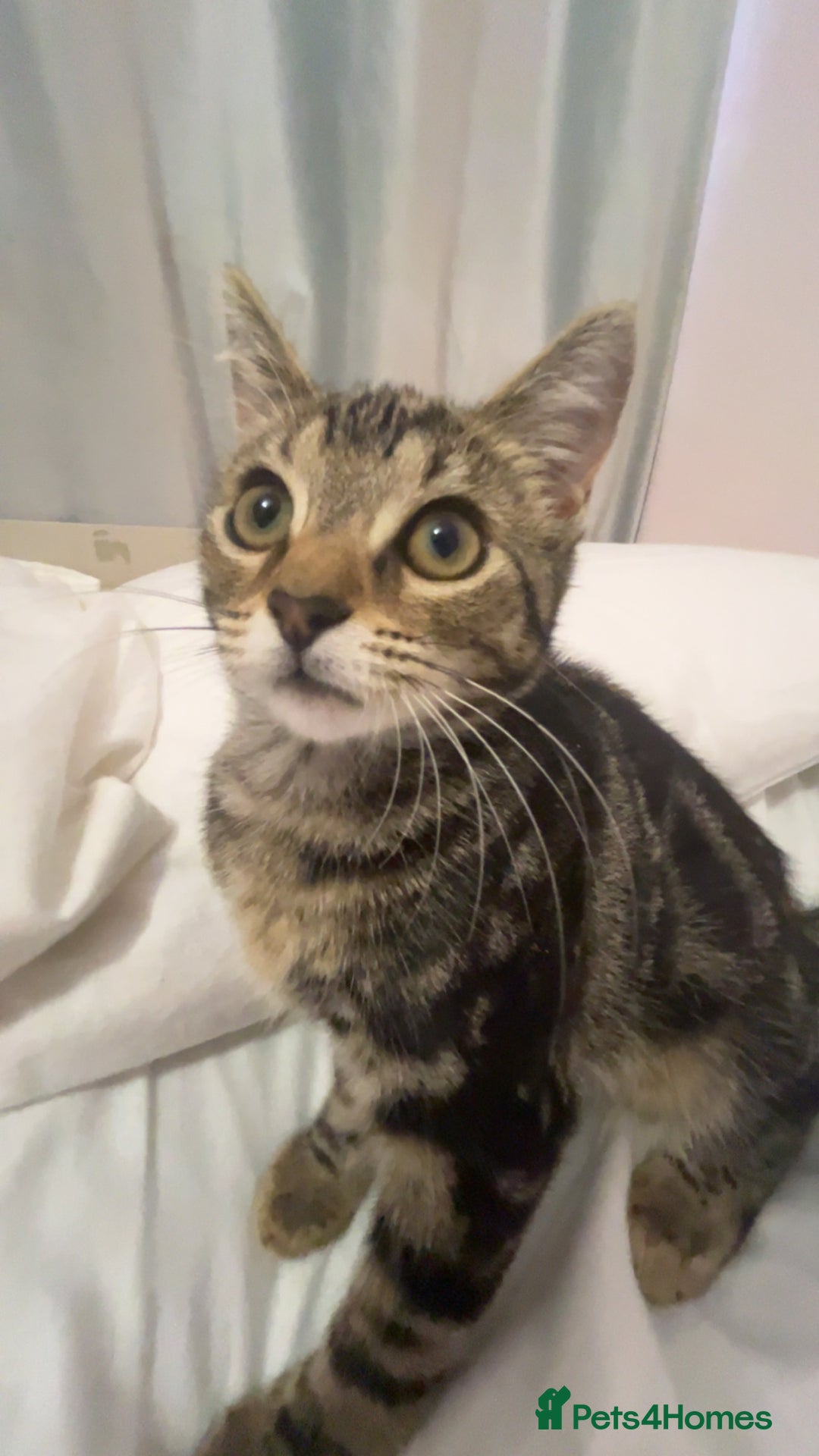 Mixed Breed cats for sale: Gorgeous kittens for sale - Image 5