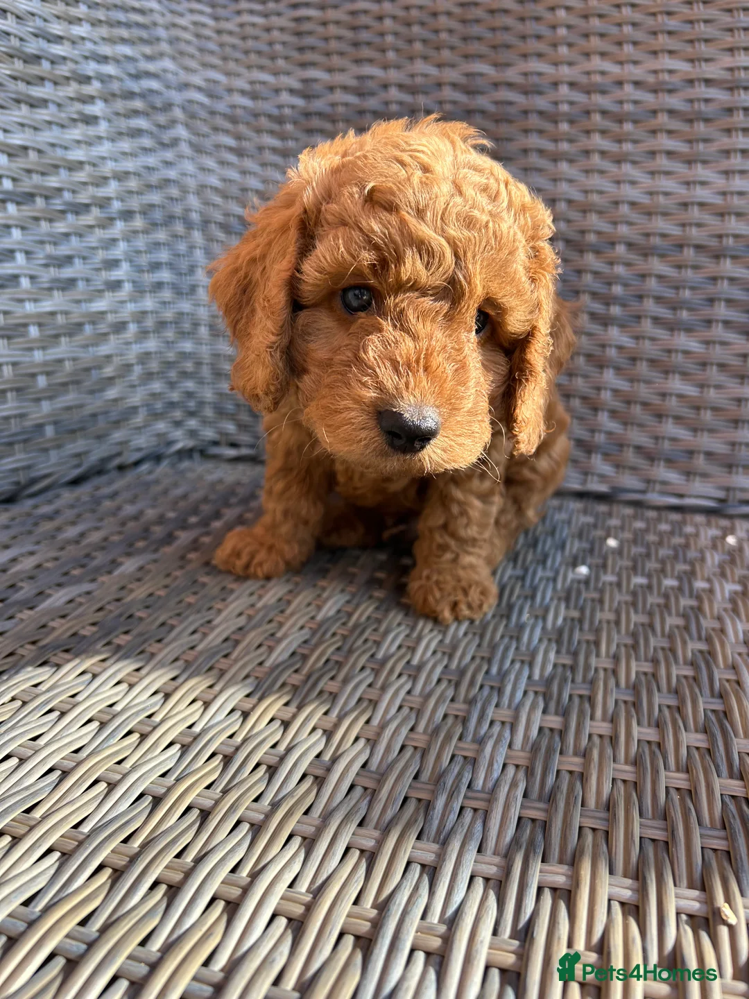 Cockapoo dogs for sale: 🐾 1 BOY AVAILABLE - READY FOR HIS FOREVER FAMILY  - Advert 1