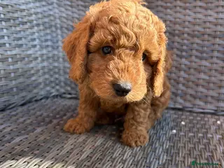 Cockapoo dogs 🐾 1 BOY AVAILABLE - READY FOR HIS FOREVER FAMILY - Advert 10