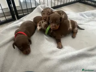 Miniature Dachshund dogs Miniture dachshund - Advert 17