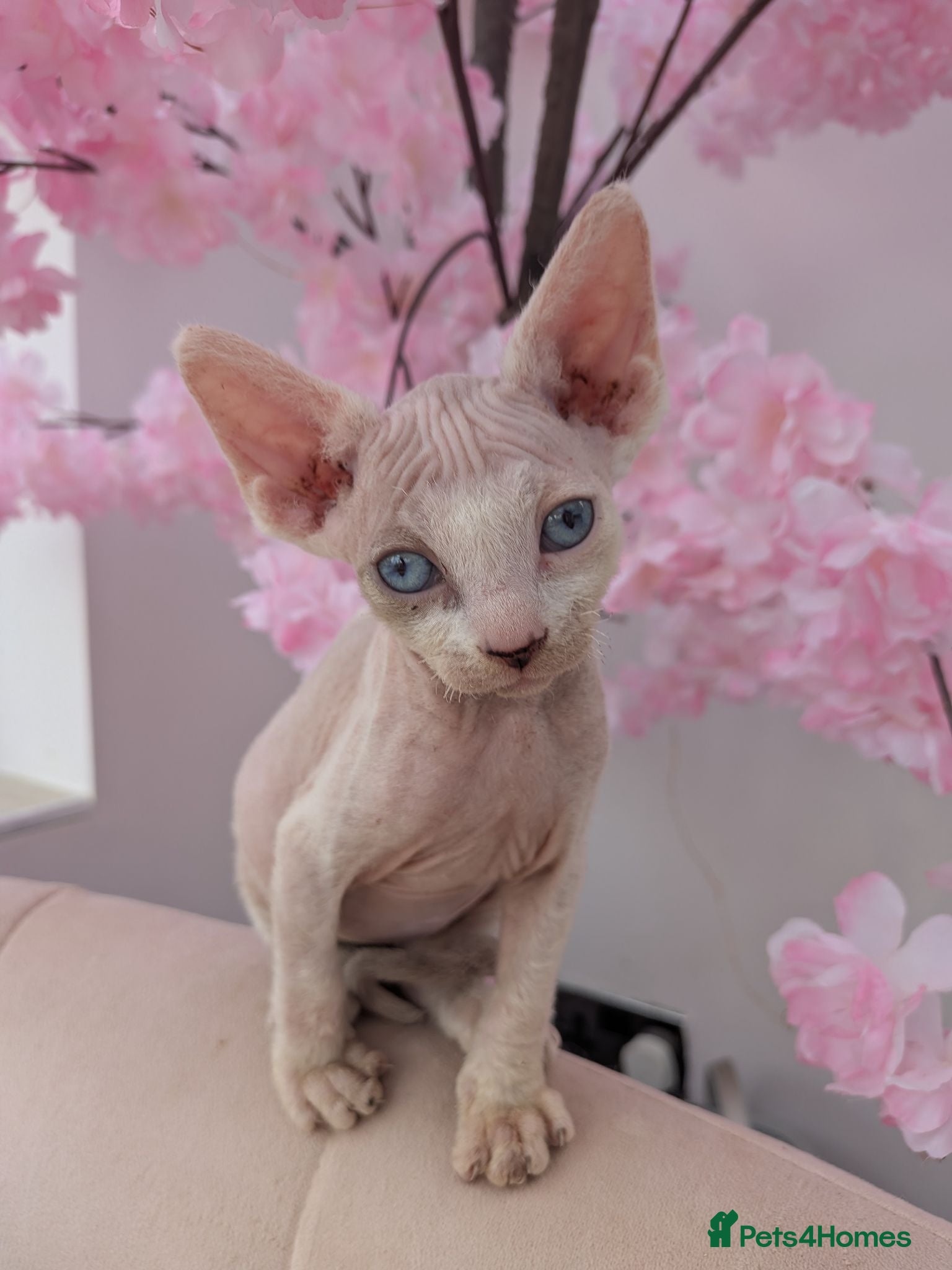 Sphynx cats 4 spynx kittens - Advert 14