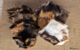Guinea Pig rodents for sale: Bonded pairs of guinea pigs - Image 2
