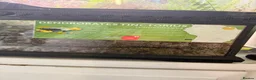 Gecko reptiles for sale: Dart frogs and geckos in Oxford - Advert 2