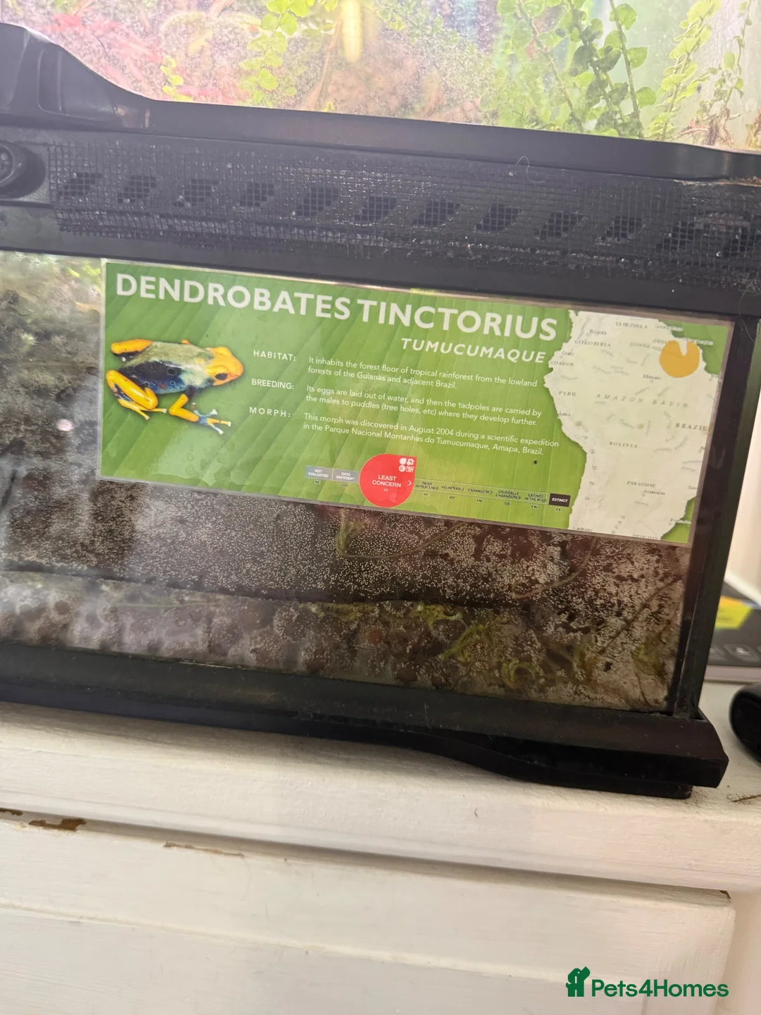 Gecko reptiles for sale: Dart frogs and geckos in Oxford - Advert 2