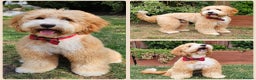 Goldendoodle dogs for stud: HIP0/0 ELBOW 0/0! 100% AUSTRALAIN LABRADOODLE - Advert 13
