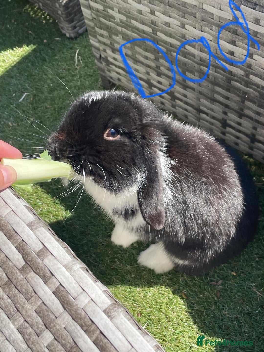 Mini Lop rabbits for sale: Mini lop bunnies for sale - Image 6