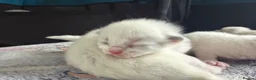 Ragdoll cats for sale: Beautiful pedigree ragdolls  - Advert 3
