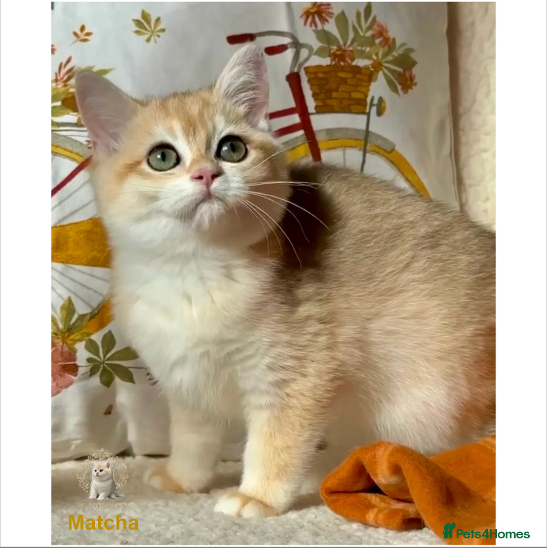 British Shorthair cats for sale: Vlastar Lux Matcha - BSH Black Golden Chinchilla - Advert 2